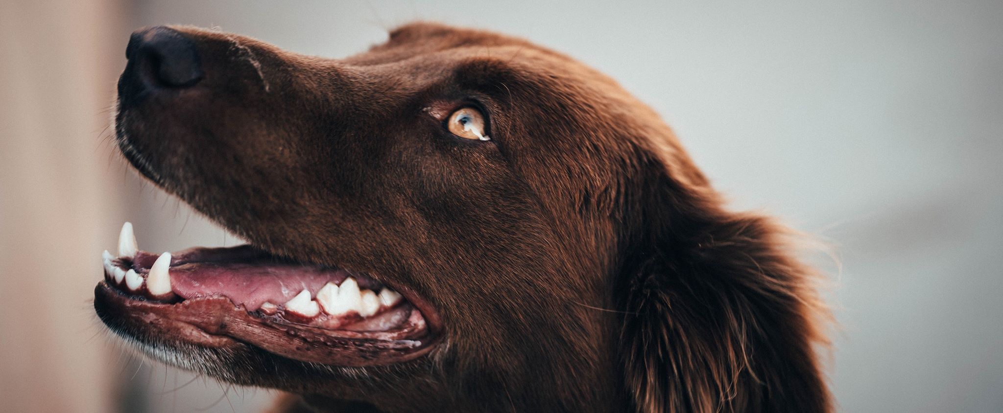 vægt sollys Søgemaskine optimering Pas på din hunds tænder – Petlux.dk