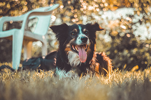 uddanne Råd travl Effektive måder at nedkøle din hund på i sommervarmen! – Petlux.dk