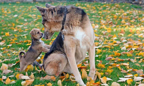 Fra hvalp til hund – sådan er hundens udvikling
