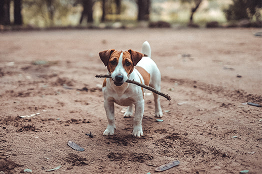 film Absay strand Jack Russell Terrier – Petlux.dk