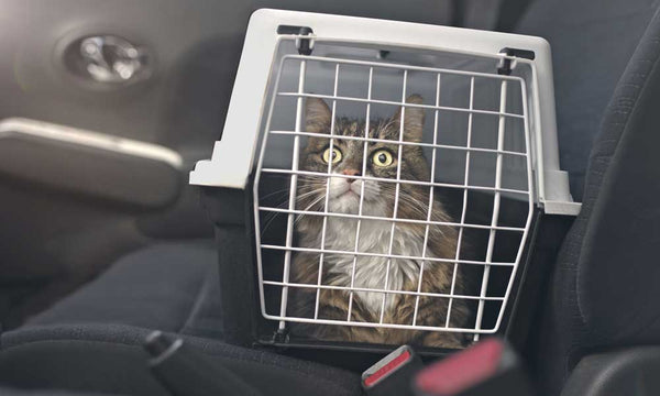 Otte trin til at holde din kat sikker og behagelig mens du rejser