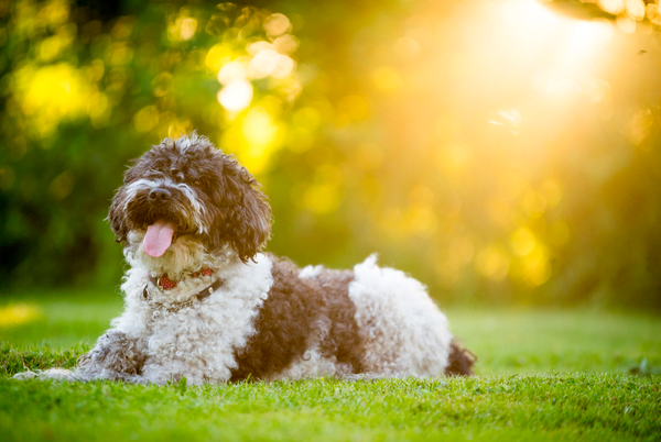 Gode råd til bedst at hjælpe din hund i sommervarmen