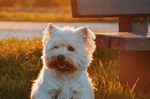 Lær om Westie - West Highland White Terrier Her – Petlux.dk