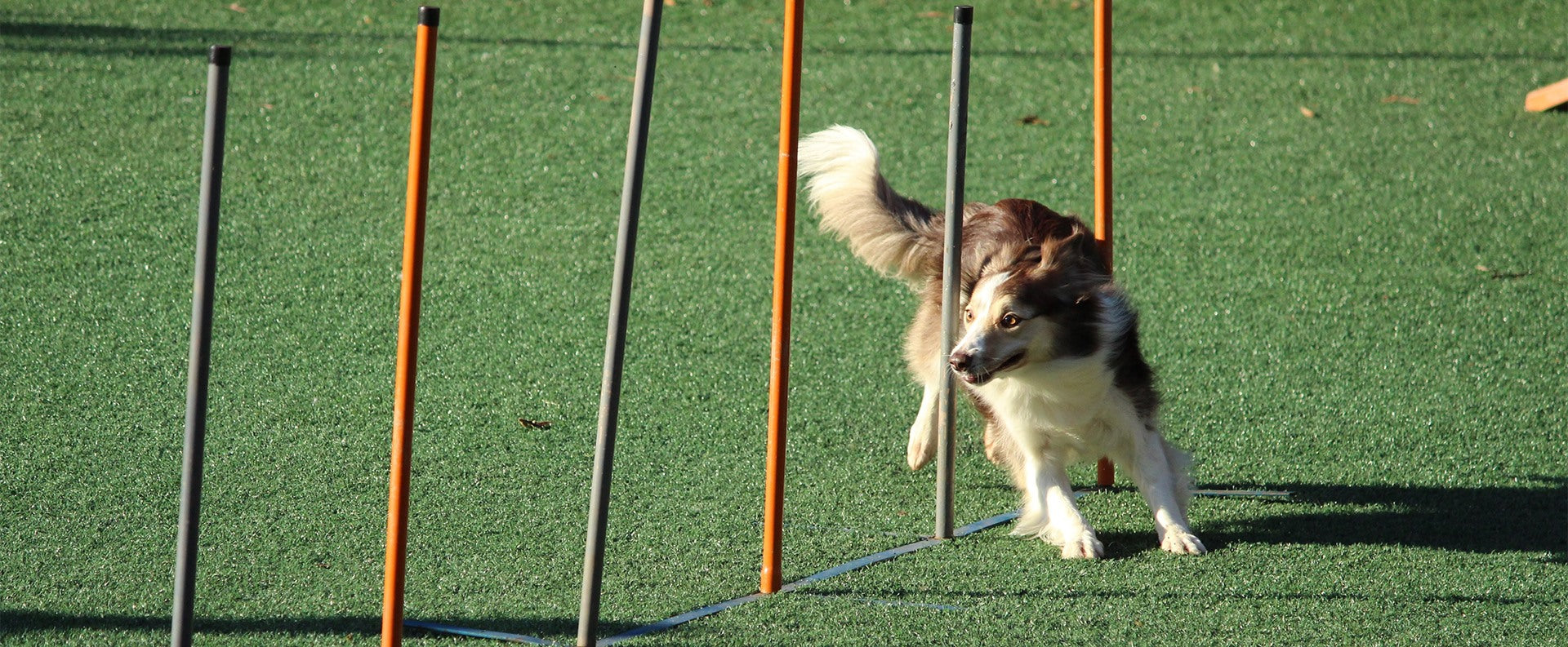 Udveksle Fortælle Pounding Vælg den bedste træning for dig og din hund – Petlux.dk