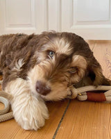 Chai Latte hvalp / Justerbar og blød rebsnor til hvalpe (beige)