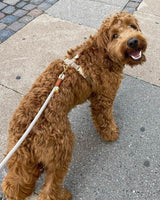 Chai Latte standard / Justerbar og blød rebsnor (beige)