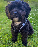 Ozami Air Mesh Sele - Step in hundesele - Sort