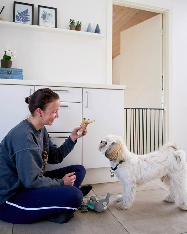 DogSpace lucky hundegitter sort