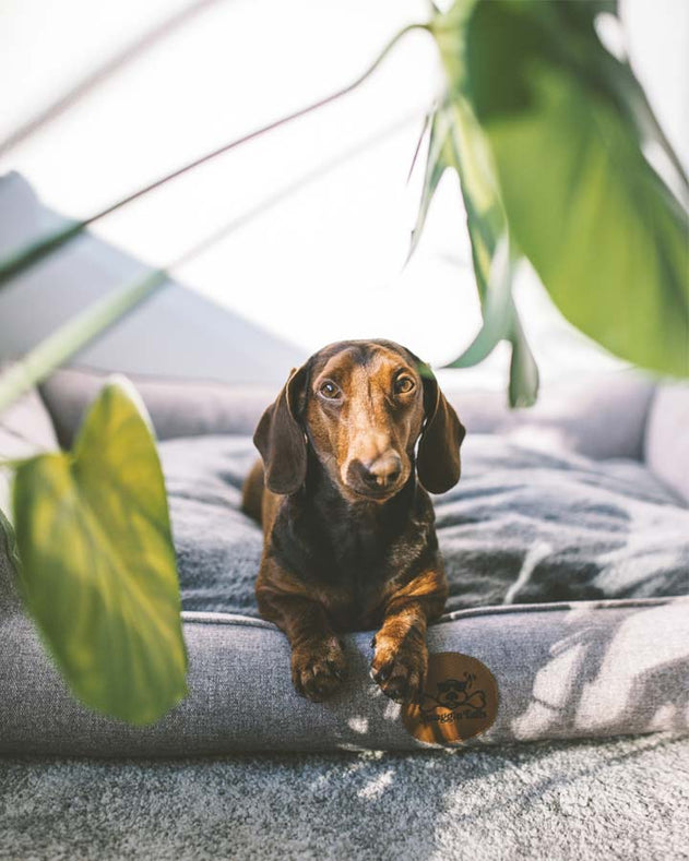 Swaggin Tails Sömnig hundeseng - Space Grey