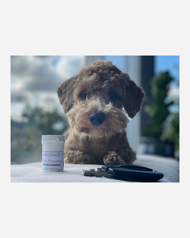 Blodstop pulver til hund & kat - Biogance Stop Bleeding -10g
