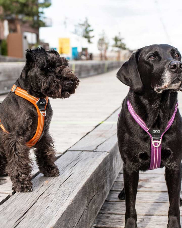 Dog Copenhagen lilla orange