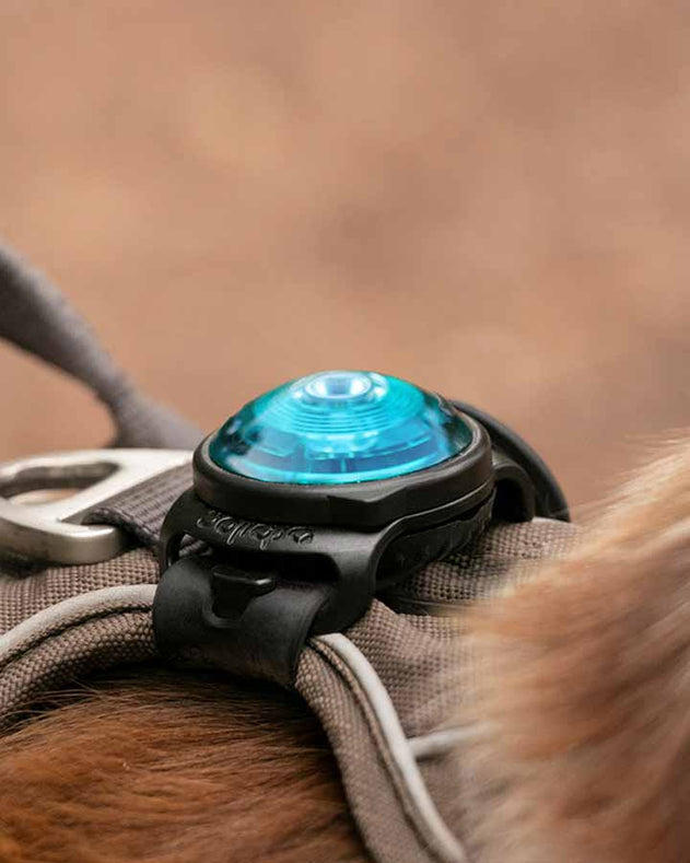 Orbiloc K9 Active TWIN sikkerhedslygte (Til hund og ejer) - AMBER - Limited Edition