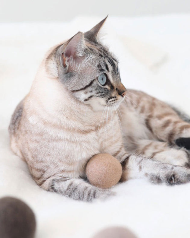 Miacara Globo bold med kat
