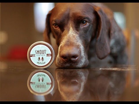 Snout Soother snudecreme - Travel stick - 4.5 ml - Natural Dog Company - Petlux