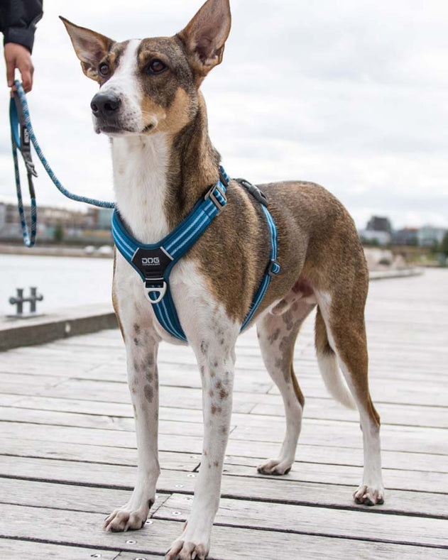 Dog Copenhagen walk air blå