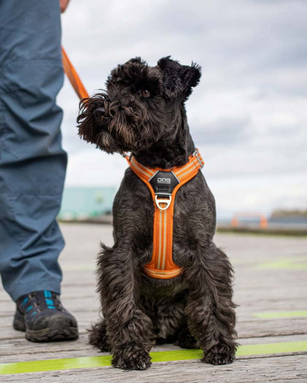 Dog Copenhagen walk air orange