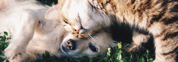Acana hundefoder og kattefoder - Petlux