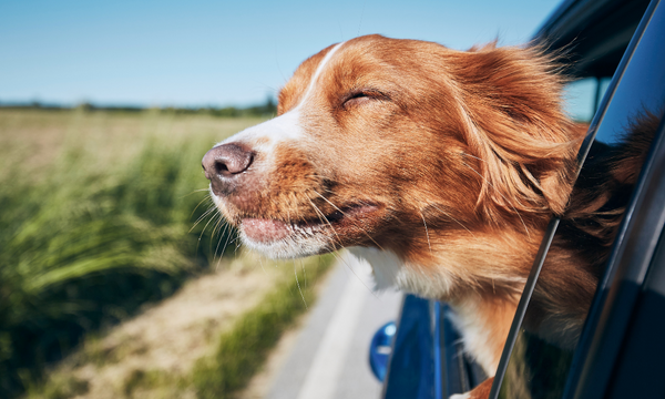 Gør din hund klar til at tage på tur i sommerferien