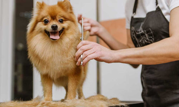 Alt, du skal vide om grooming af langhårede hunde