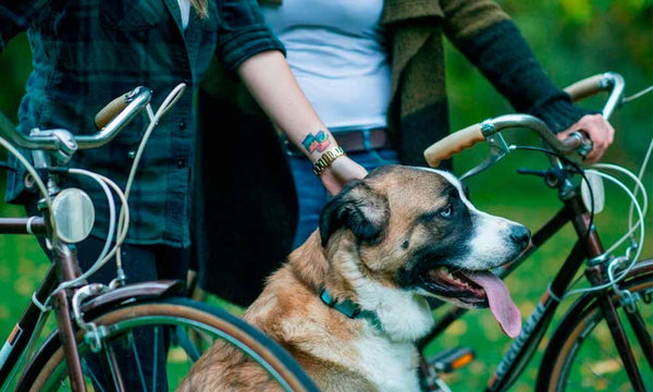 Guide: cykling med din hund