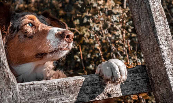 Negleklipning på hunde - Petlux