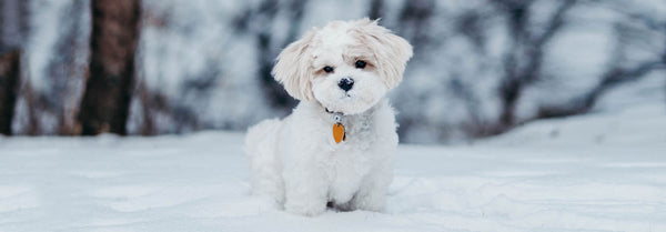 Mushers Secret - den uundværdlige potevoks til din hund i perioder med sne, is og frost! - Petlux