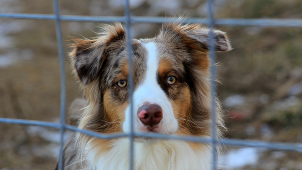 Adoption af internathund eller gadehund