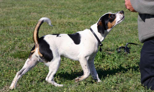 Dansk-svensk gårdhund