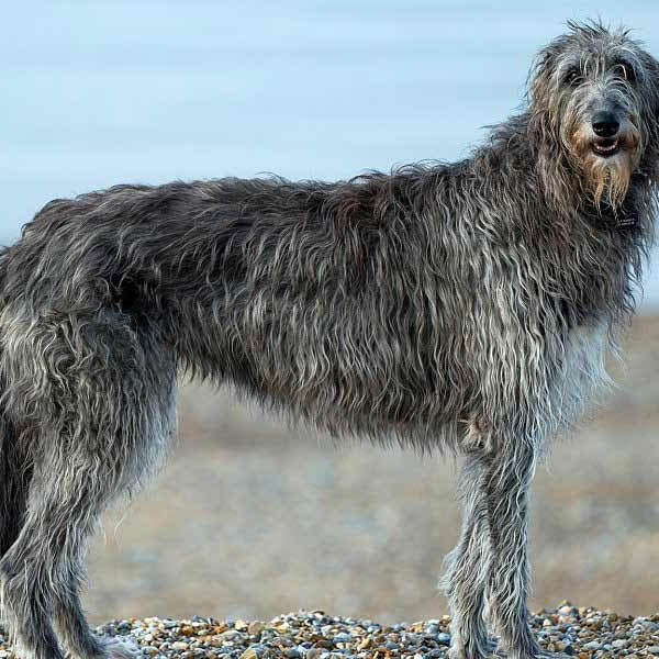 Skotsk deerhound best sale