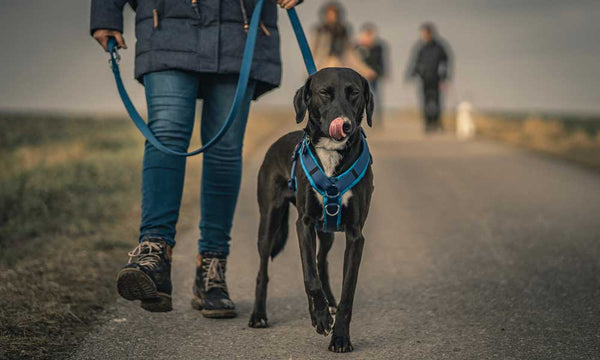 Labrador med Dog Copenhagen sele