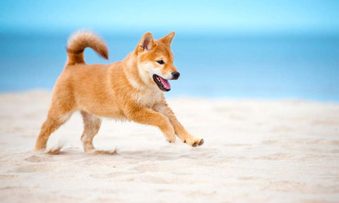 Japanske shiba som betyder " lille hund "