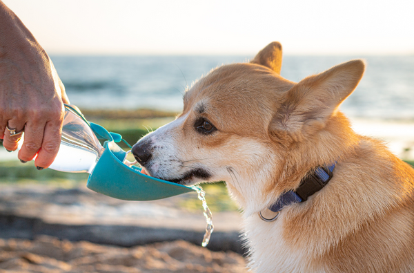 Sommer_blog_hund