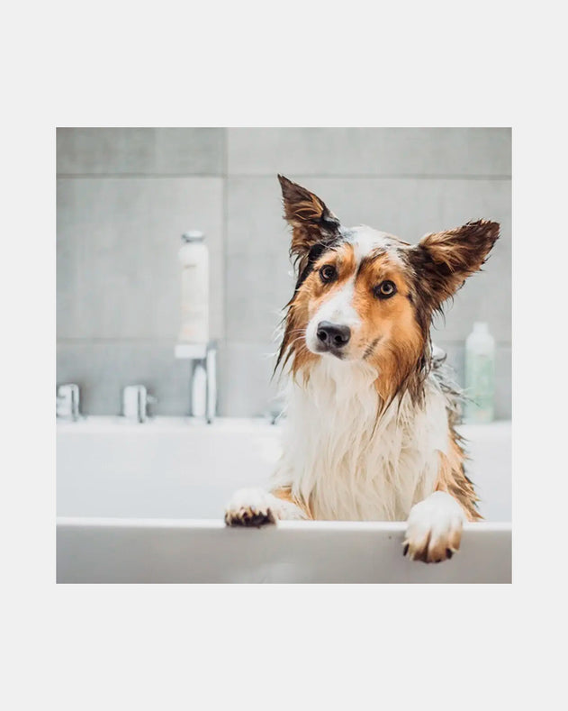 Greenfields 2 i 1 shampoo og balsam til hunde - 270ml