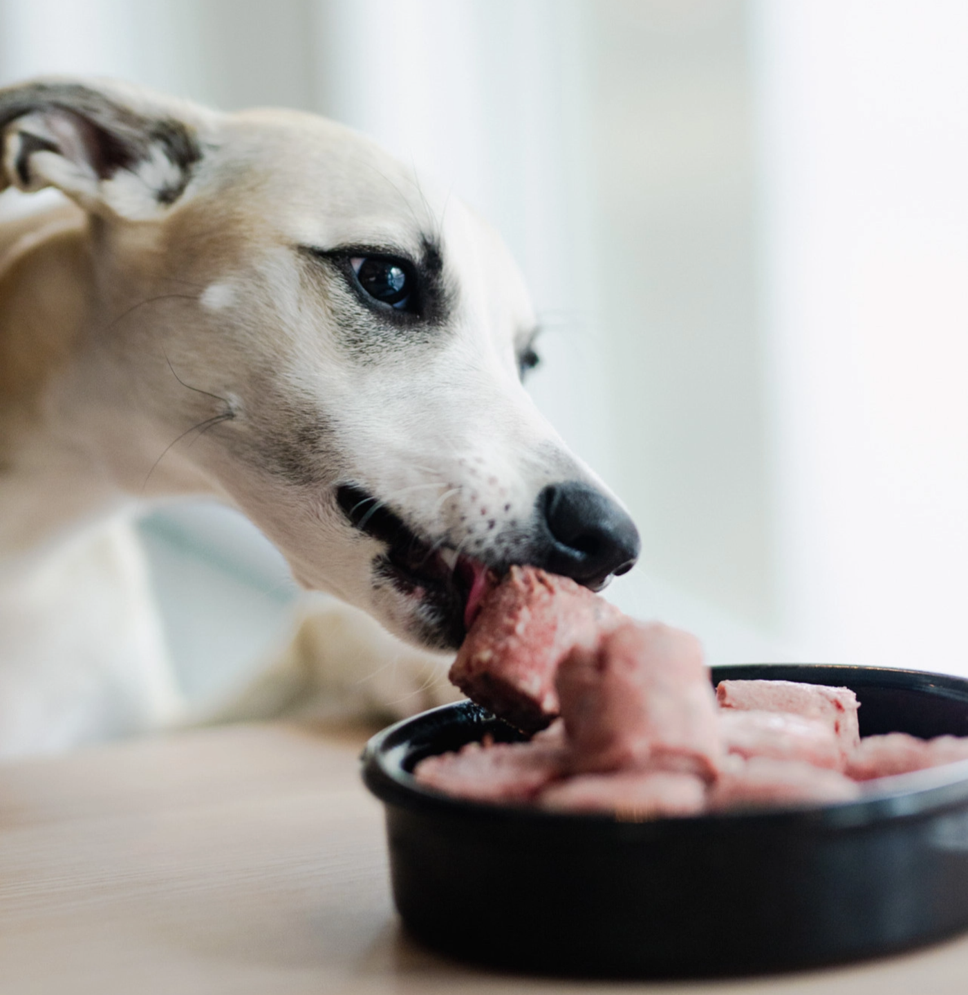 Hund der spiser MUSH