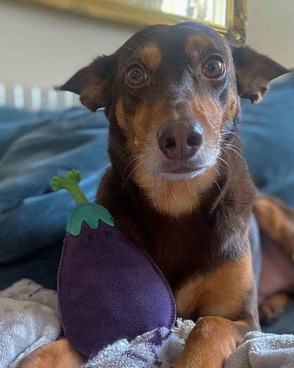 Aubergine Legetøj til hunde