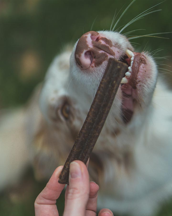 Daily Dental Sticks