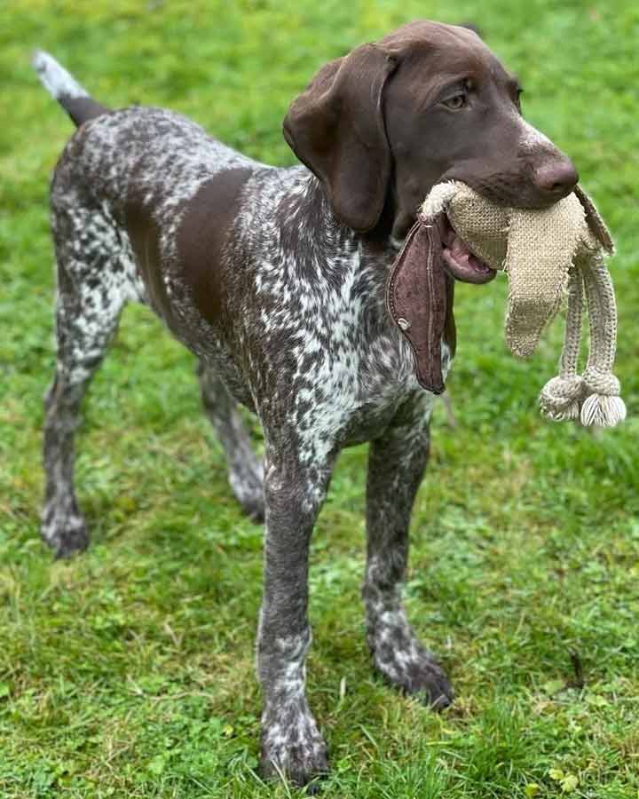 Legetøj til hunde