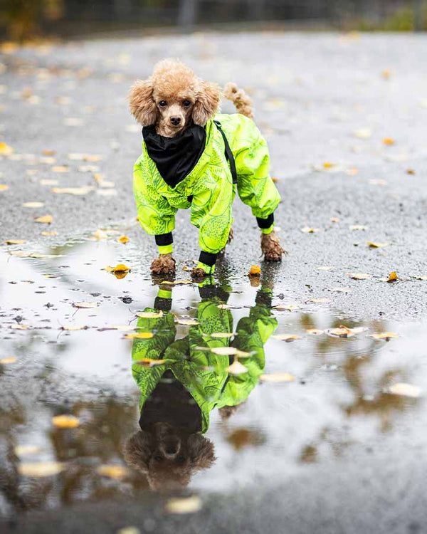 Paikka Rain Suit - Neon - Paikka - Petlux