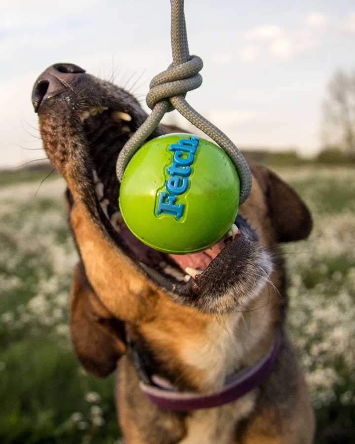 Planet Dog Fetch bold med reb