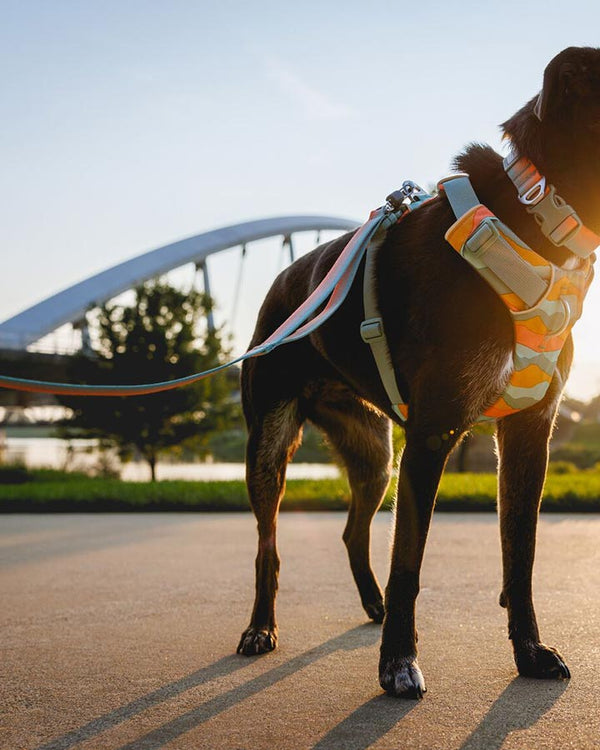 Ruffwear Front Range Førerline - Spring Fade