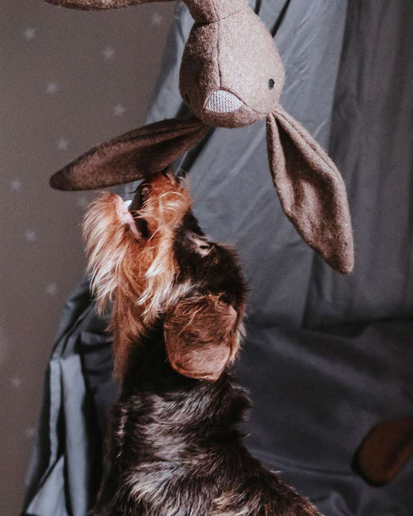 Kanin bamse til hunde