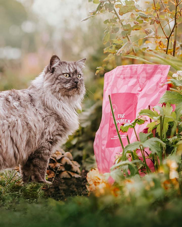 Essential Foods Panther Kattemad