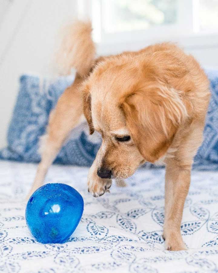 Planet Dog Snoop aktivitetsbold