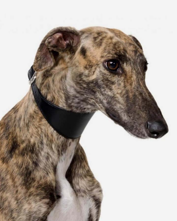 Soft greyhound halsbånd - Sort
