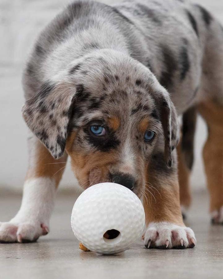 Aktivitetsbold - Planet Dog Golfbold
