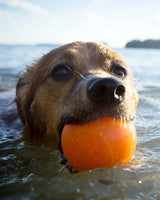 Squeak bold fra Planet Dog