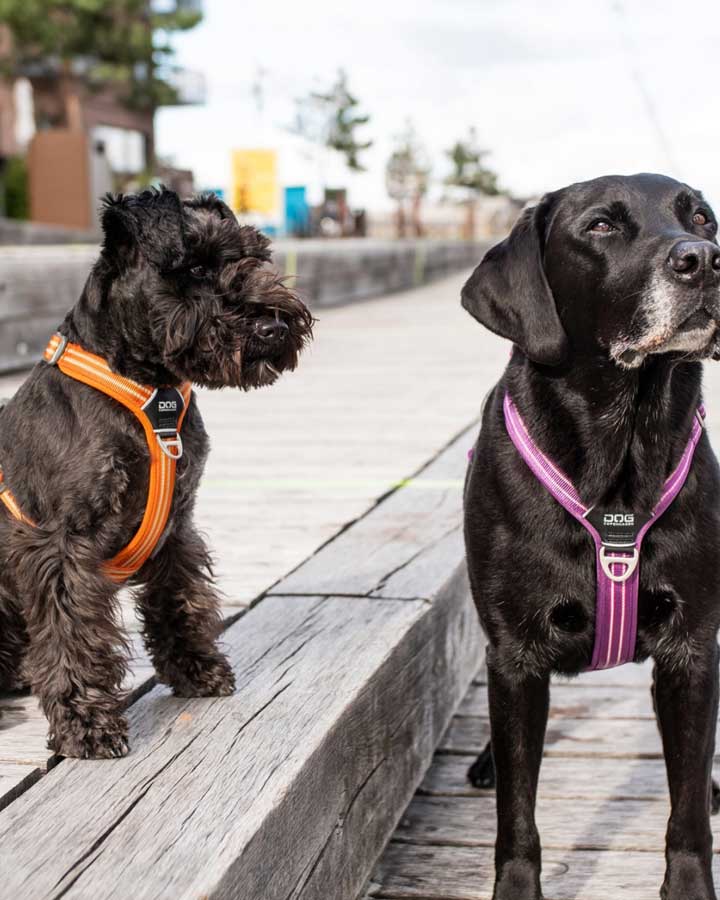 Dog Copenhagen Comfort Walk Air hundesele orange lilla