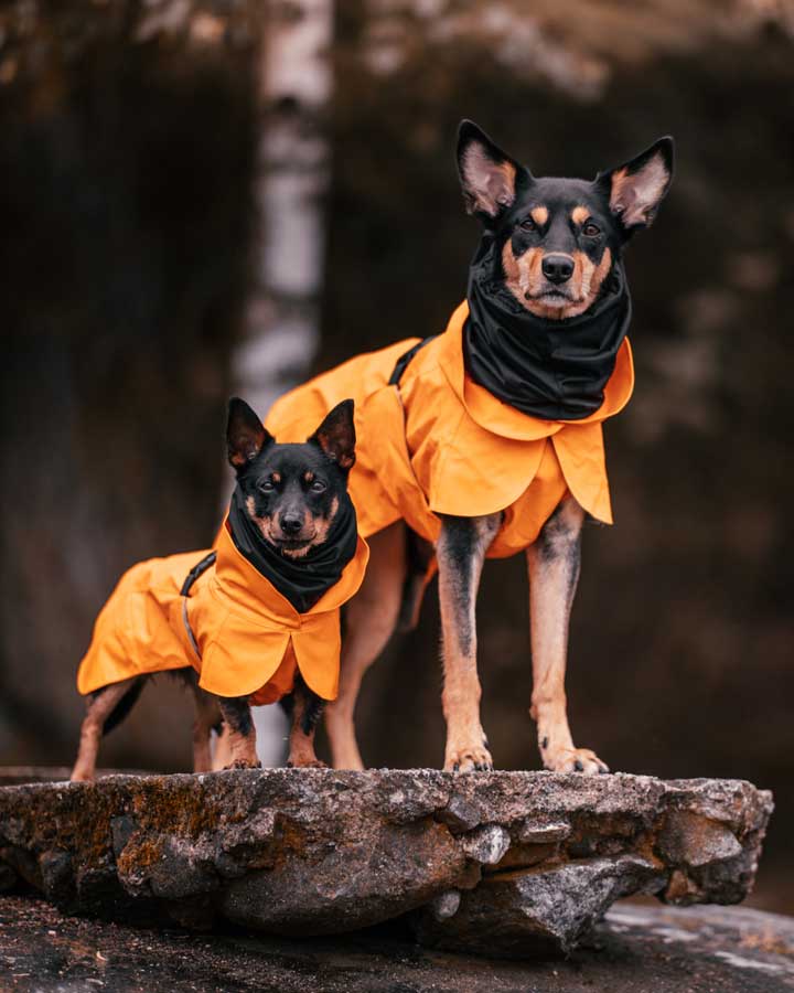 Paikka Recovery regnfrakke - Til alle hunde i alle størrelser. 
