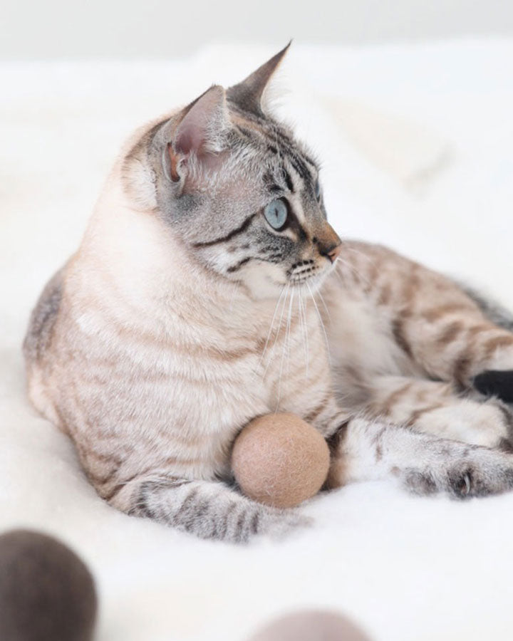 Miacara Globo  Kattelegetøj - bold med kat