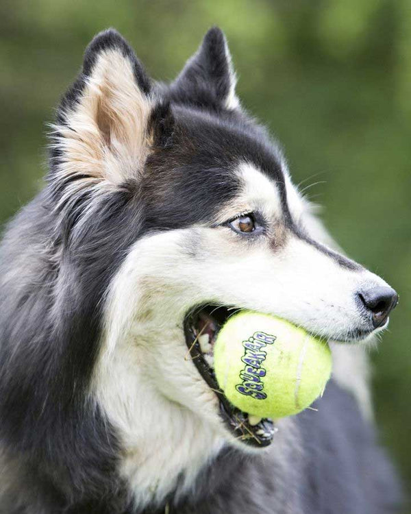 KONG AirDog tennisbolde til hundeleg - 3 stk /2 st - KONG - Petlux